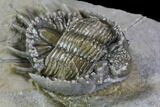 Large, Basseiarges Trilobite - Jorf, Morocco #108685-1